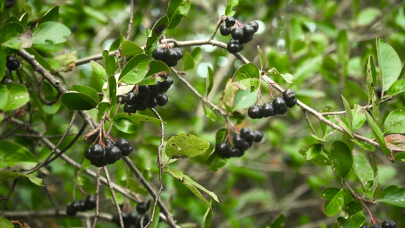 Chokeberry Branch in Autumn