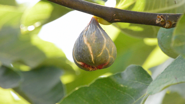Fig Ripe Fruit on Tree