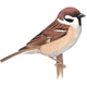 Bird Sparrow
