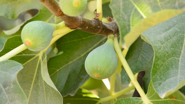 Figs Fruit on Tree