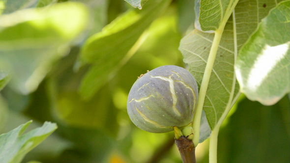 Ripe Fig on Branch of Fig Tree