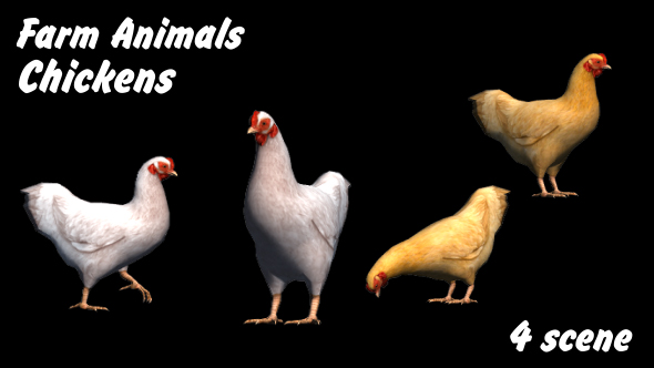 Farm Animals - Chickens - 4 Scene
