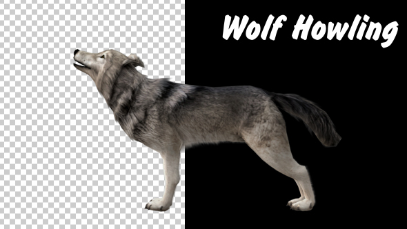 Realistic 3D Wolf Howling Animation alt