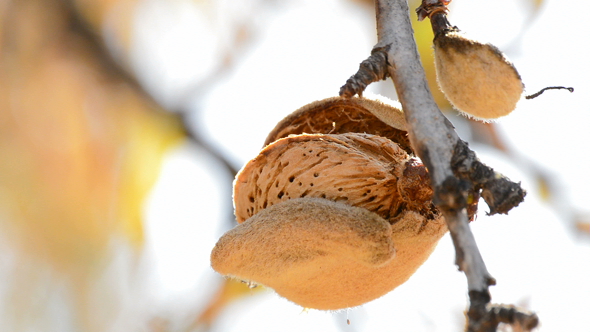 Almond with Shell in Tree
