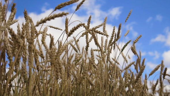 Of Wheat Ears In Field.