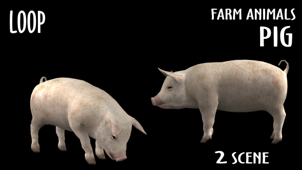 Farm Animals - Pig - 2 Scene alt
