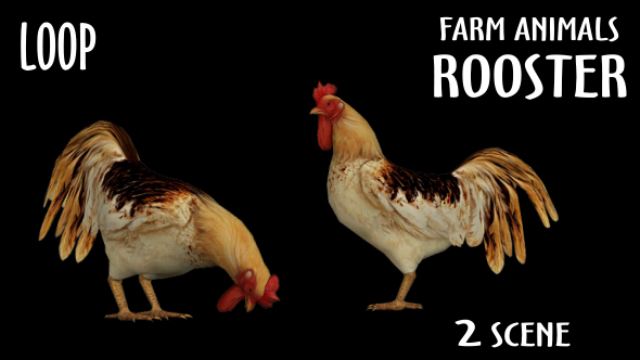 Farm Animals - Rooster - 2 Scene alt