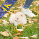 Pomeranian Baby - VideoHive Item for Sale