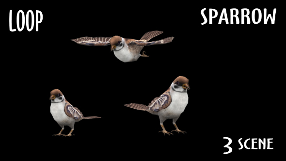 Animal Pack - Sparrow - 3 Scene alt
