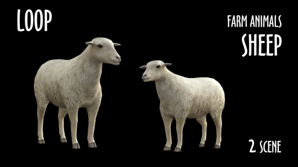 Farm Animals - Sheep - 2 Scene