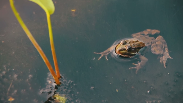 Frog In The River Near The Lilies