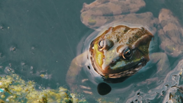 Frog In The River