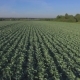 Aero Flight Over The Cabbage Field - VideoHive Item for Sale