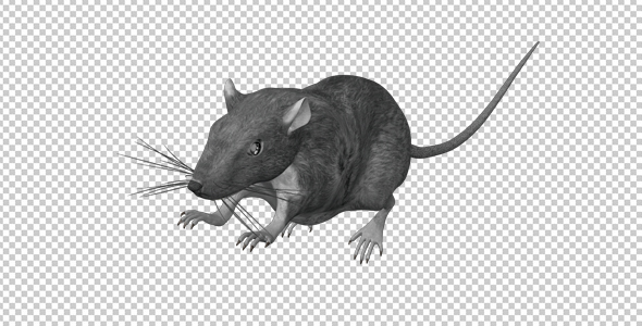 Rat - Run Jump Loop - Front Angle
