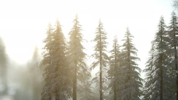 Splendid Christmas Scene in the Mountain Forest alt