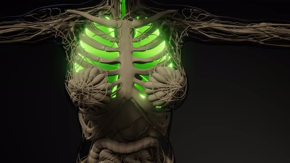 Human Lungs Radiology Exam alt