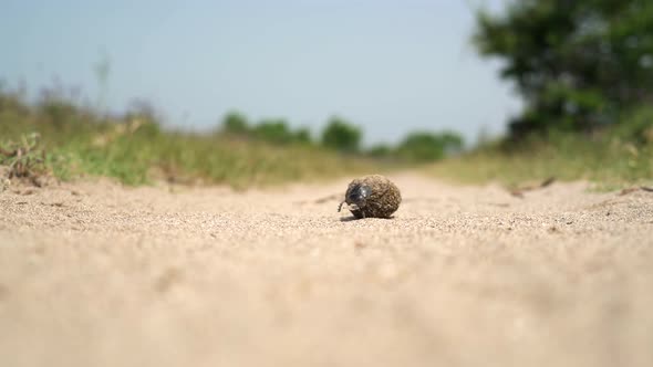 Scarab Beetle Rolling a Ball of Dung