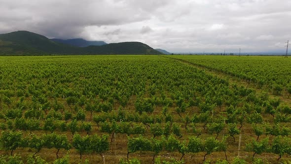 Aerial flight over beautiful vineyard landscape in Shilda village, Georgia