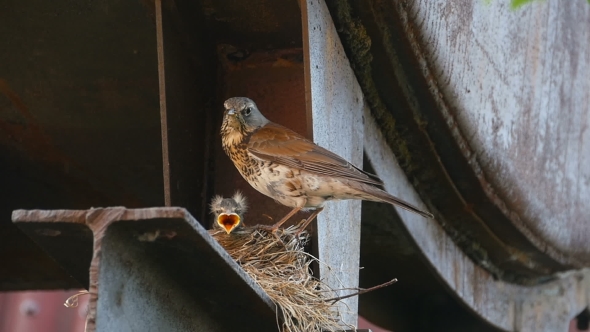 Female Fieldfare On The Nest