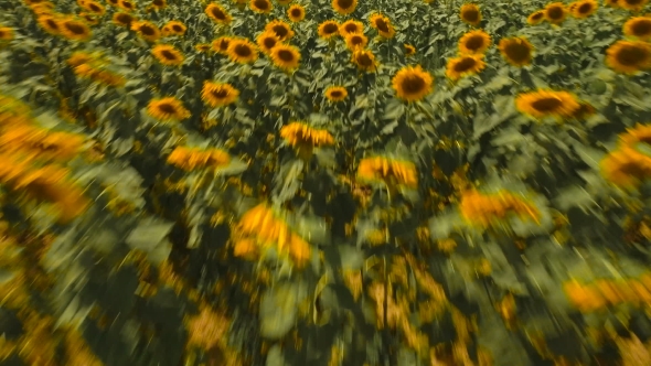 Flight Over A Field Of Sunflowers