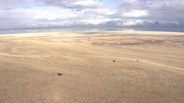 bison grazing with mountains background wide backwards flight.