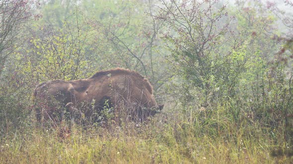 Large european bison bonasus bull grazing in a thicket,foggy,Czechia.