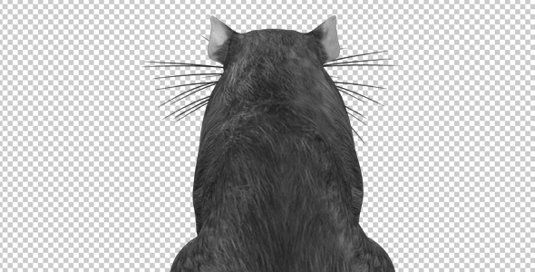 Rat - Run Jump Loop - Back View - 4K alt