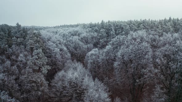 Flight Over the Top of Frosty Trees