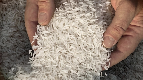 Unprocessed Rice Being Poured From a Man's Hands