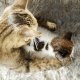Cat takes care of her Kitten (Pet Motherhood) - VideoHive Item for Sale