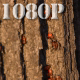 Red Bugs on Tree Bark - VideoHive Item for Sale