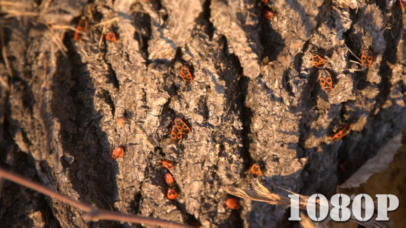 Red Bugs on Tree Bark 2