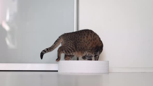 Striped Domestic Cat Sitting in White Box in Modern Scandinavian Interior at Home