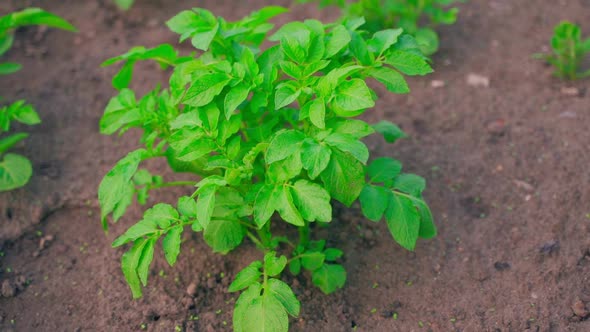 Beautiful Green Bush Growing Potatoes Closeup in the Garden Bed