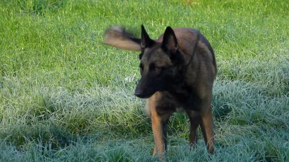 Happy Belgian Shepherd Malinois Dog is Shaking Off the Moisture From the Grass