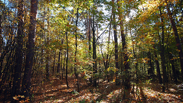 In the Forest among the Foliage