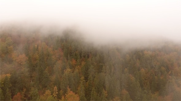 Fog Over The Autumn Forest