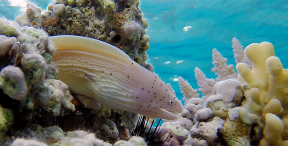 Underwater Tropical Coral Reef with Geometric Moray