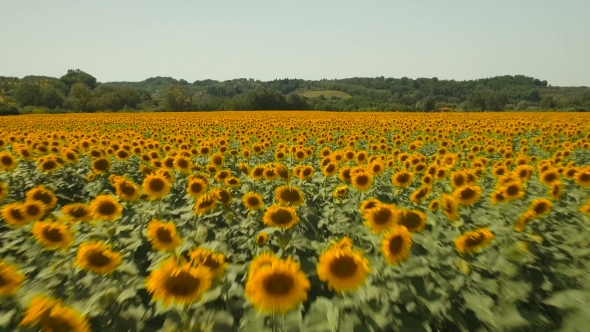 Aerial View Of Sunflowers Field