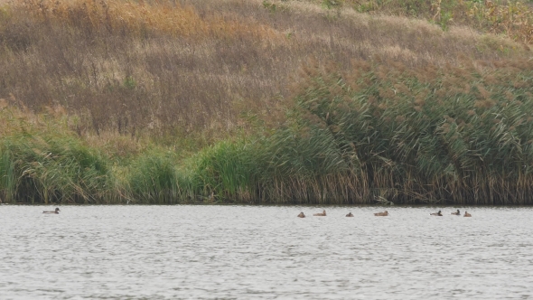 Ducks in The Lake