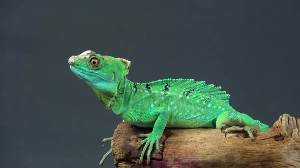 Helmet-bearing Basilisk Sitting on Wooden Snag at Black Background. Close Up