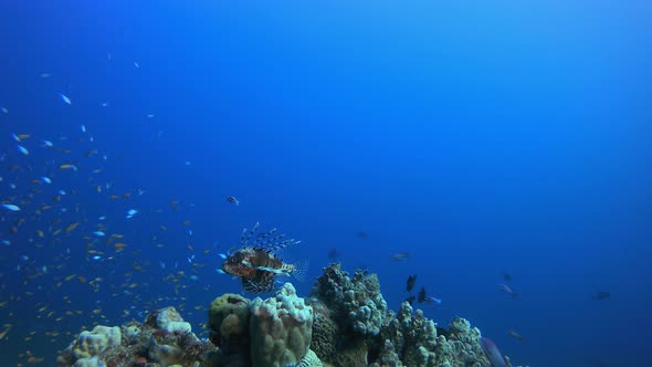 Underwater Swimming Lionfish
