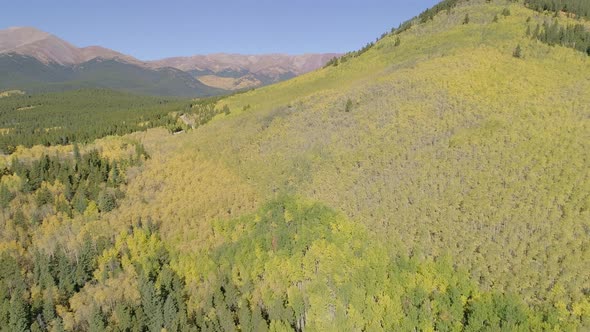 Fall foliage at Boreas Pass, CO