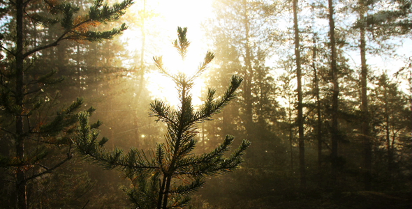 Sunny Forest Background