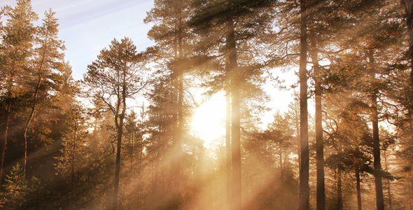 Morning Forest Background