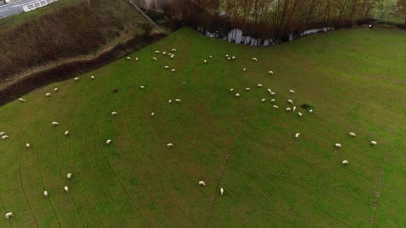 Group of Sheep Aerial