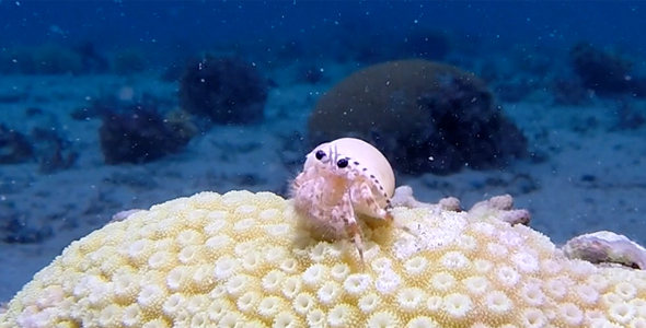 Beautiful Underwater Anemone Hermit Crab