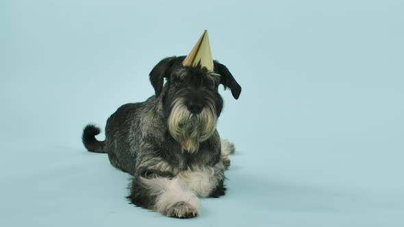 Mittelschnauzer in a Birthday Cap Lies and Looks Into the Camera in the Studio on a Bluish