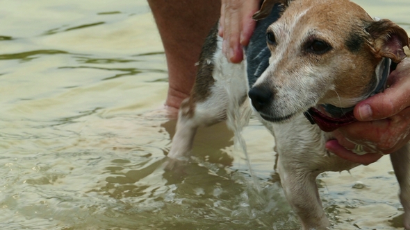 Bathing a Dog 2