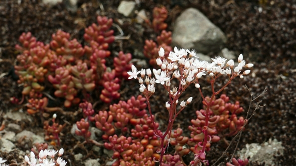 Beautiful Mountain Flowers 1